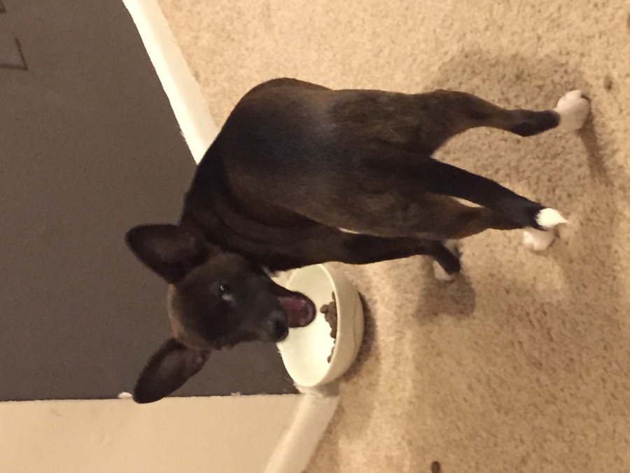 Quas turning around from his dinner bowl with his mouth open