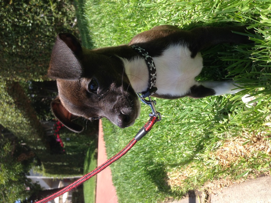 Quas as a puppy sitting in the grass on a sunny day