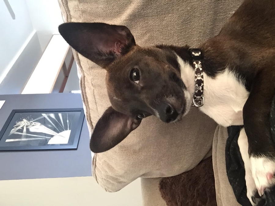 Quas relaxing upright on the couch