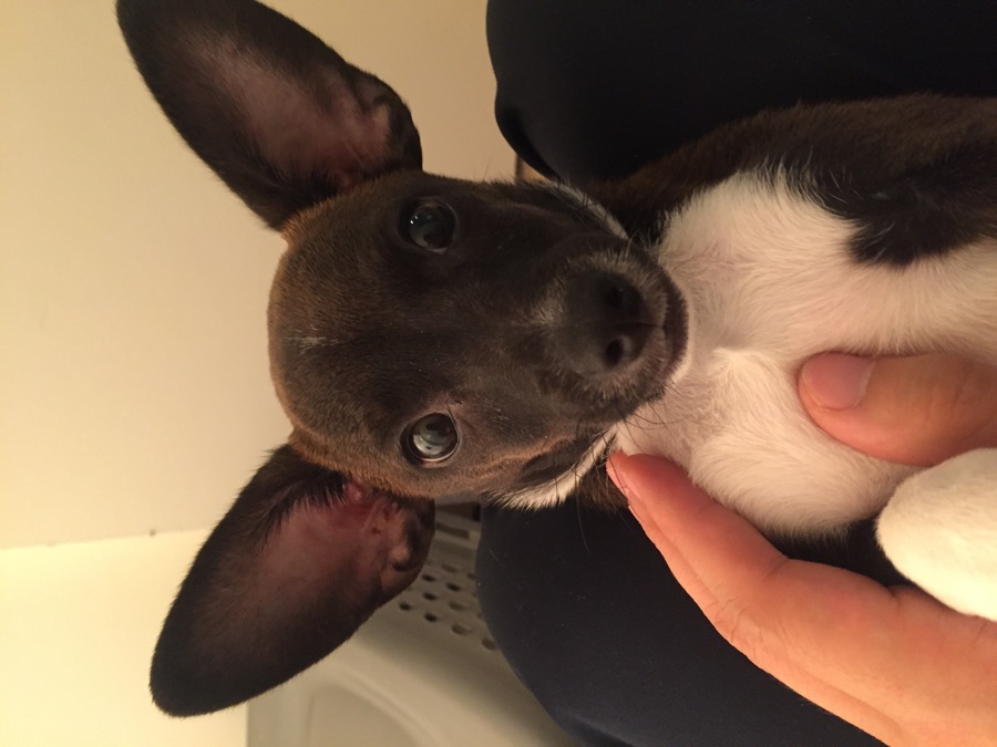A close-up of Quas as a puppy with his ears standing tall