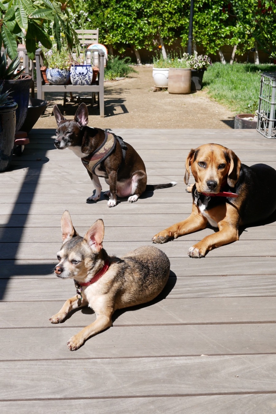 Quas enjoying the sunshine on a deck with two dog friends